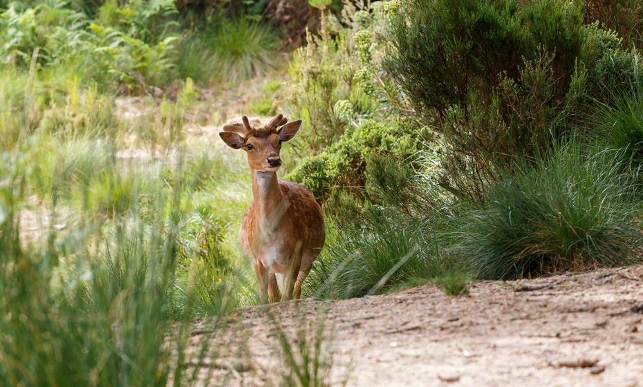 A poucos quilómetros de Lisboa, encontra-se a Tapada Nacional de Mafra. Este ecossistema único no país permite observar vários animais em estado selvagem e propõe muitas outras experiências em turismo de natureza destinadas a famílias e crianças.